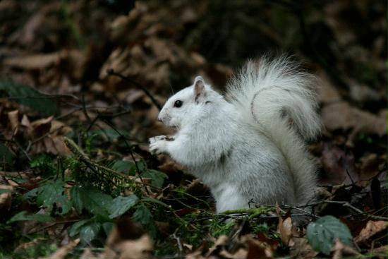 Grey Squirrel <i>Sciurus carolinensis</i>